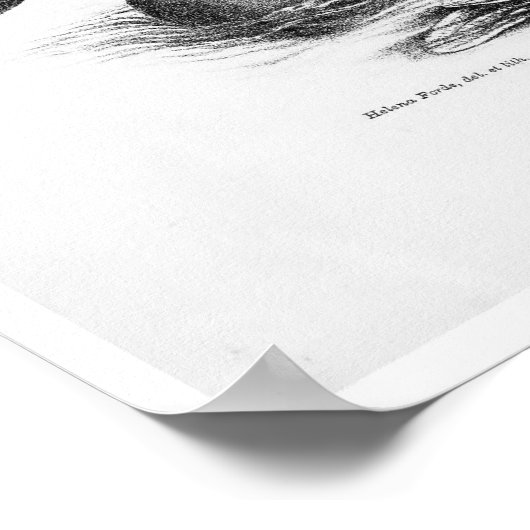 Grote zoogdieren van Australië Print (Hoek)