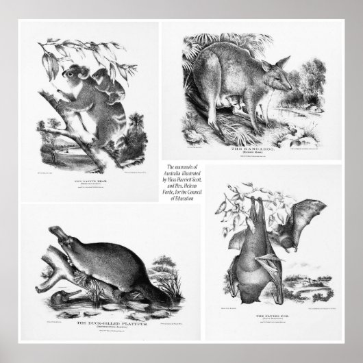 Grote zoogdieren van Australië Print (Voorkant)