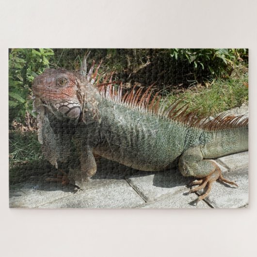 Grote Zuid-Amerikaanse hagedis Iguana Foto gemaakt Legpuzzel (Horizontaal)