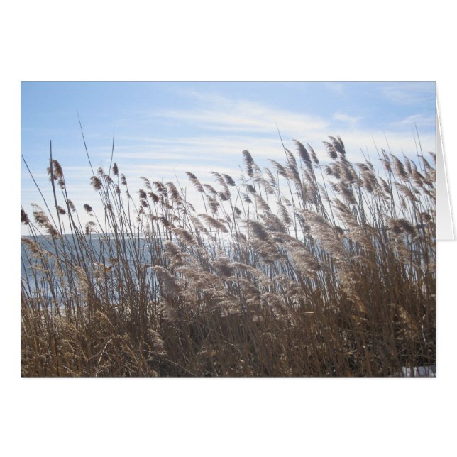 Grote Zuid-baai door de rieten (Voorkant Horizontaal)