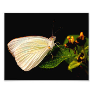Grote Zuidelijke Witte Boter op groene bladeren Foto Afdruk