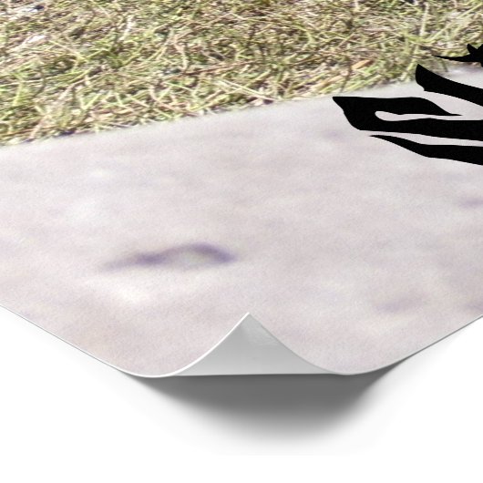 Grote Zwarte Alligator Poster (Hoek)