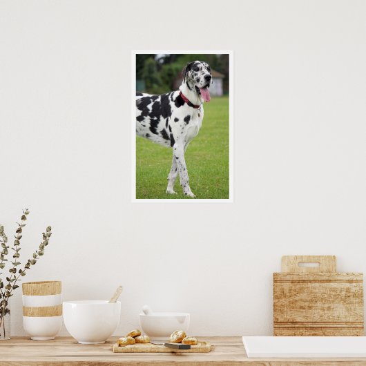 Grote zwarte en witte deen poster (Keuken)