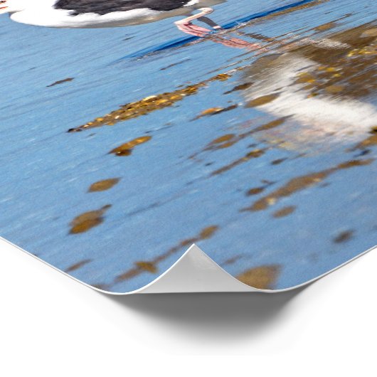 Grote zwarte meeuw in het water poster (Hoek)