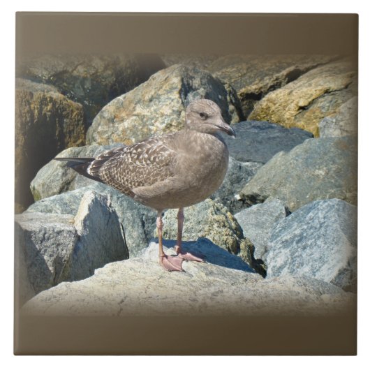 Grote zwarte meeuw tegeltje (Voorkant)