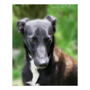 Grote Zwarte Whippet Hond Foto Perfect Poster