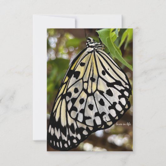 Grote zwarte & witte vlinder notitiekaartje (Voorkant)