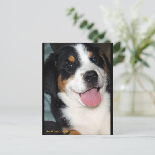 Grote Zwitserse bergdog Briefkaart (Staand voorkant)