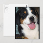 Grote Zwitserse bergdog Briefkaart (Voorkant / Achterkant)