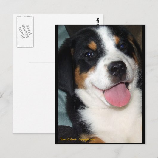 Grote Zwitserse bergdog Briefkaart (Voorkant / Achterkant)