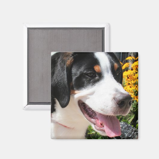 Grote Zwitserse berghond Marley 4 Magneet (Voorkant / Achterkant)