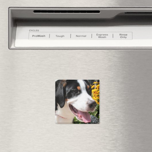 Grote Zwitserse berghond Marley 4 Magneet (Insitu (Vaatwasser))