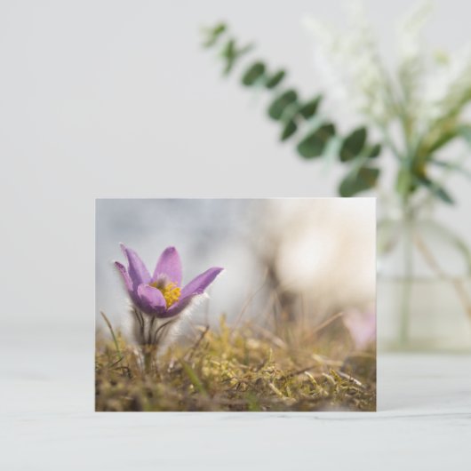 Groter briefkaart van paskebloemen (Staand voorkant)