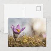 Groter briefkaart van paskebloemen (Voorkant / Achterkant)