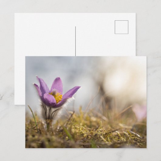 Groter briefkaart van paskebloemen (Voorkant / Achterkant)