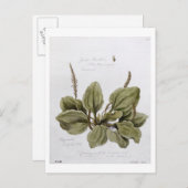 Groter Plantain, geschilderd te Bayswater, 24 juli Briefkaart (Voorkant / Achterkant)