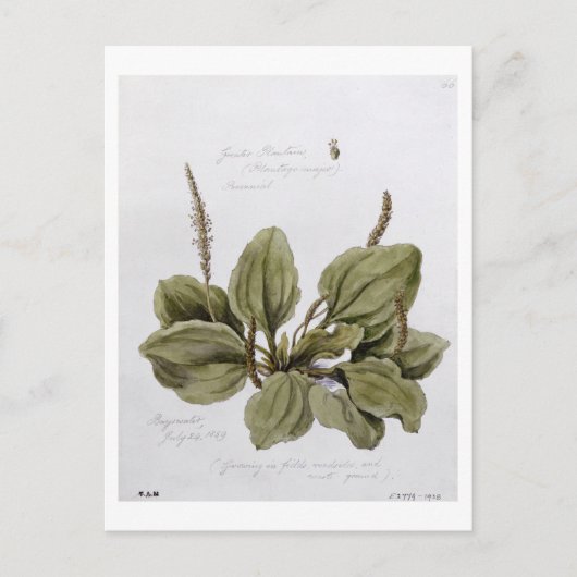 Groter Plantain, geschilderd te Bayswater, 24 juli Briefkaart (Voorkant)