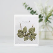 Groter Plantain, geschilderd te Bayswater, 24 juli Briefkaart (Staand voorkant)