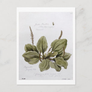 Groter Plantain, geschilderd te Bayswater, 24 juli Briefkaart