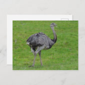 Groter Rhea #1 Briefkaart (Voorkant / Achterkant)