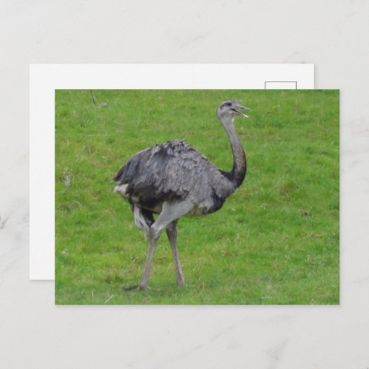 Groter Rhea #1 Briefkaart (Voorkant / Achterkant)