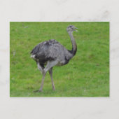 Groter Rhea #1 Briefkaart (Voorkant)