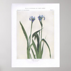 Grotere blauwe vlag - Iris versicolor Poster
