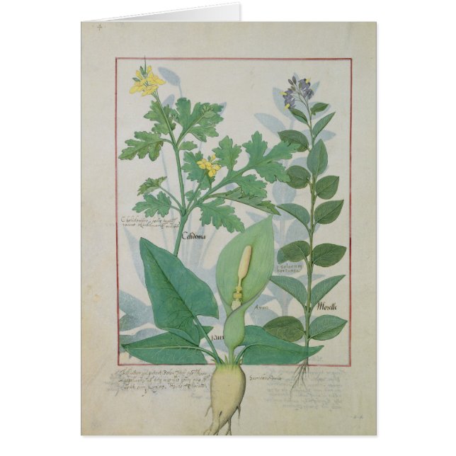 Grotere Celandine of Poppy (Voorkant)