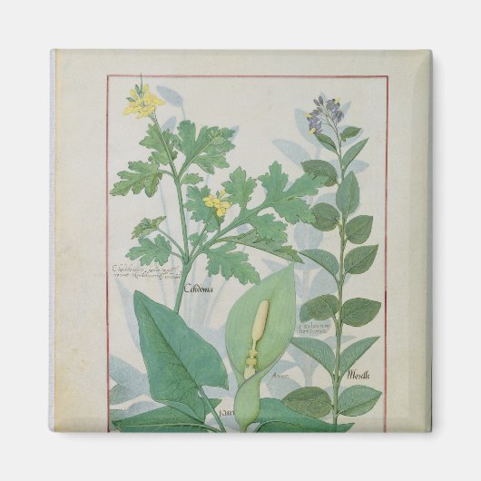 Grotere Celandine of Poppy Magneet (Voorkant)