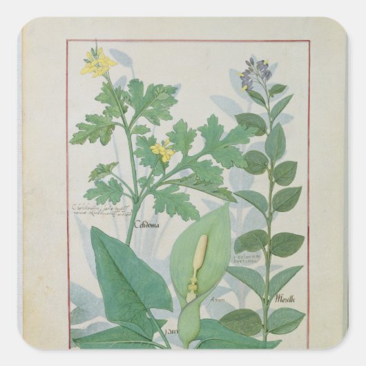 Grotere Celandine of Poppy Vierkante Sticker (Voorkant)