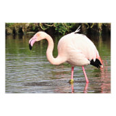 Grotere Flamingo Fotografische Print Foto Afdruk (Voorkant)