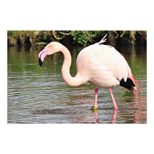 Grotere Flamingo Fotografische Print Foto Afdruk