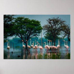 Grotere flamingo-kudde in natuurlijke habitat. A n Poster