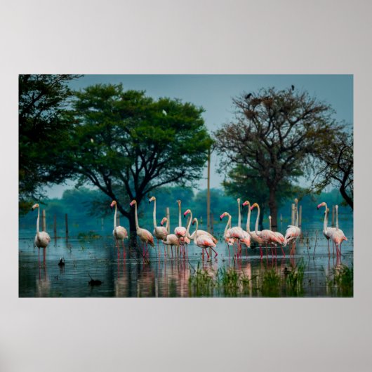 Grotere flamingo-kudde in natuurlijke habitat. A n Poster (Voorkant)