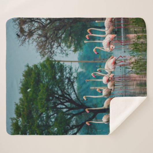 Grotere flamingo-kudde in natuurlijke habitat. A n Sherpa Deken (Voorkant (horizontaal))