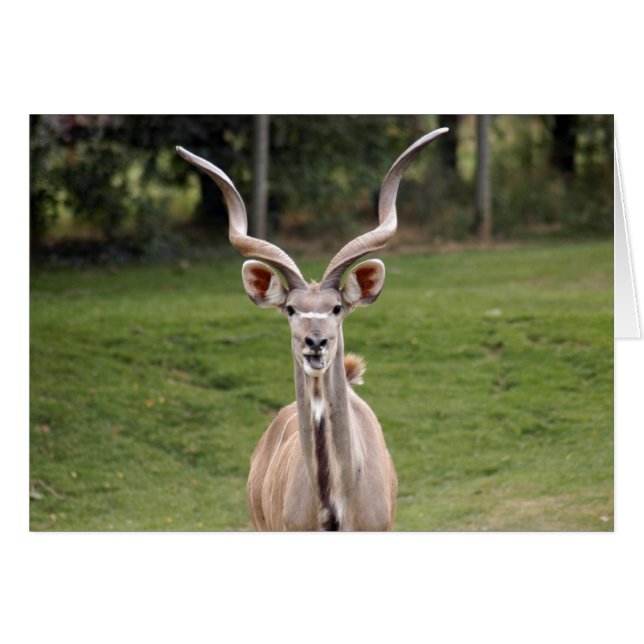 grotere kudu-2 (Voorkant Horizontaal)