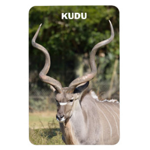 Grotere Kudu Magneet