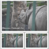 Grotere Rhinoceros met één hoorn in de dierentuin Sticker (Voorkant)