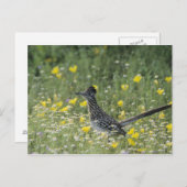 Grotere Roadrunner, californianus Geococcyx, Briefkaart (Voorkant / Achterkant)