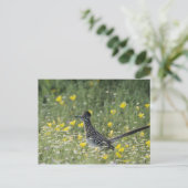 Grotere Roadrunner, californianus Geococcyx, Briefkaart (Staand voorkant)