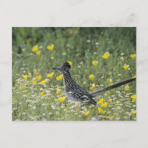 Grotere Roadrunner, californianus Geococcyx, Briefkaart