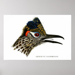 Grotere roadrunner, Geococcyx californianus klein Poster