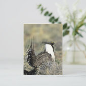 Grotere sage briefkaart (Staand voorkant)