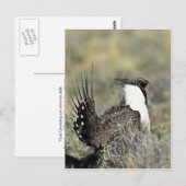 Grotere sage briefkaart (Voorkant / Achterkant)