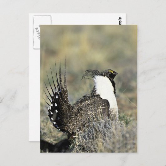 Grotere sage briefkaart (Voorkant / Achterkant)