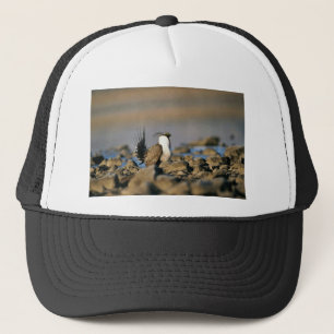 Grotere sage trucker pet
