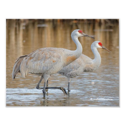 Grotere Sandhill Cranes in de Marsh Foto Afdruk (Voorkant)