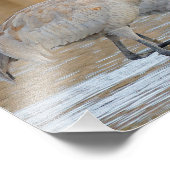 Grotere Sandhill Cranes in de Marsh Foto Afdruk (Hoek)