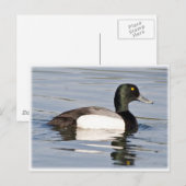 Grotere staart - Bluebill Drake Briefkaart (Voorkant / Achterkant)