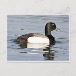 Grotere staart - Bluebill Drake Briefkaart